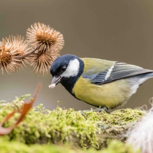 Redwell   01 12 2016 (49 Of 52).jpg